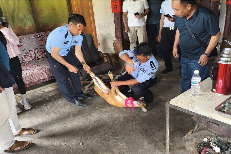 “不速之客”造訪(fǎng)農(nóng)家院！麗江警民暖心救助野生麂子